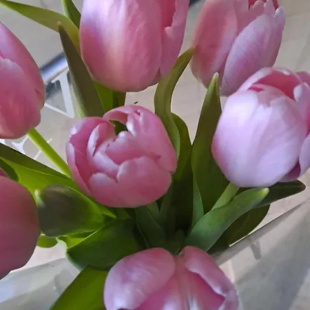 By Didi 4u2stay Szarajevó